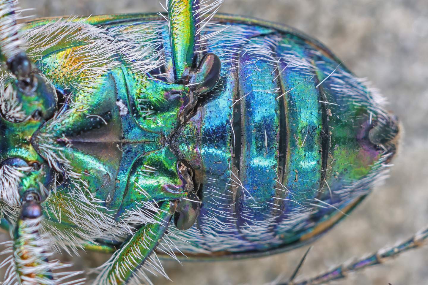 Cicindelidae: Cicindela hybrida transversalis? S.